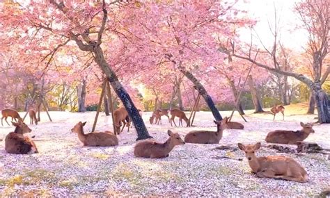 These deer hanging out beneath cherry blossoms in Japan’s Nara Park are ...