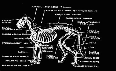 Jaguar | Anatomía del gato, Anatomía esquelética, Anatomía animal