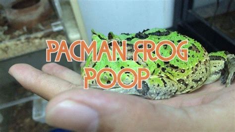 Frog Poop