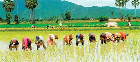 The Future of Cambodia: Agriculture