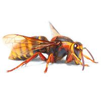 European Hornet Identification, Habits & Behavior | Batzner Pest Control