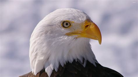 Bald eagle close-up from a side wallpaper - Animal wallpapers - #52579