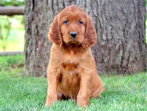 Irish Setter Puppies For Sale | Puppy Adoption | Keystone Puppies