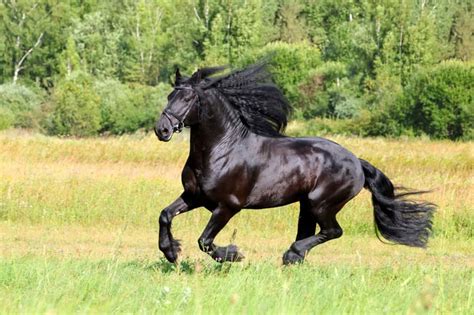 Friesian Horses Running In Water