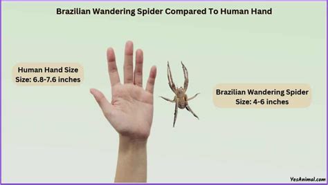 Brazilian Wandering Spider Size: Explained & Compared