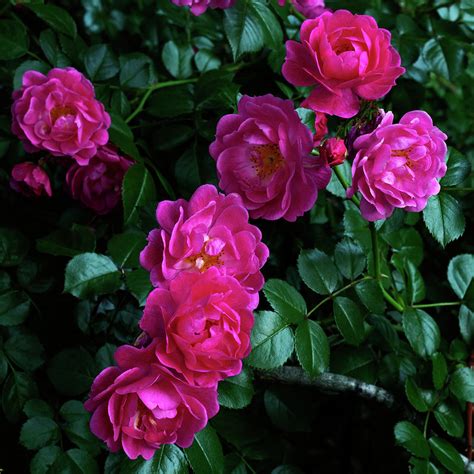 Wild Rose Bush Photograph by Denise Harty