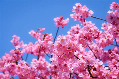 Savoring Cherry Blossom Season in Japan | Country Walkers