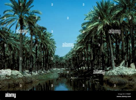 Waterway lined with date palms, Shatt al-Arab delta of southern Iraq ...