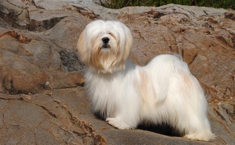 Lhasa Apso (12 Facts About The Oldest Breed In Existence) | All Things Dogs