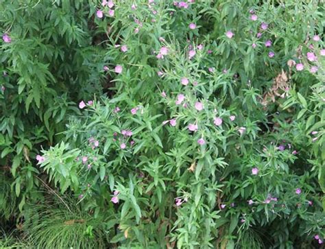 Washington State Noxious Weed Control Board