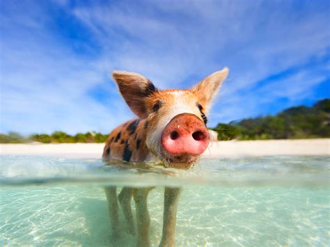 a small pig swimming in the ocean with its tongue sticking out from under the water