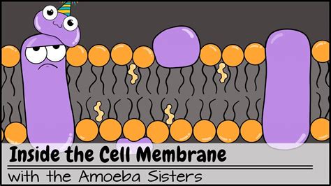 How Do Hydrophobic Molecules Pass Through The Plasma Membrane? 13 Most ...