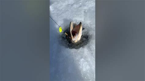 Northern Pike Stuck Under Ice Fishing NY Great Sacandaga Lake Ny - YouTube