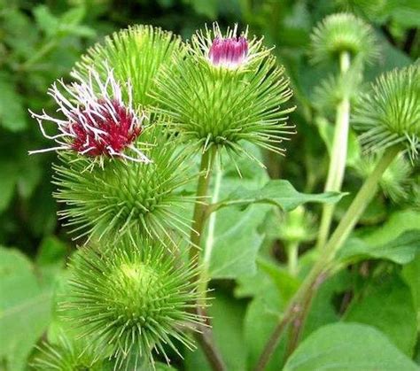 30 Wild Burdock Seeds B1020 | Etsy Ireland