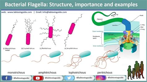 Bacterial Flagella Structure, Importance And Examples | Lab Tests Guide