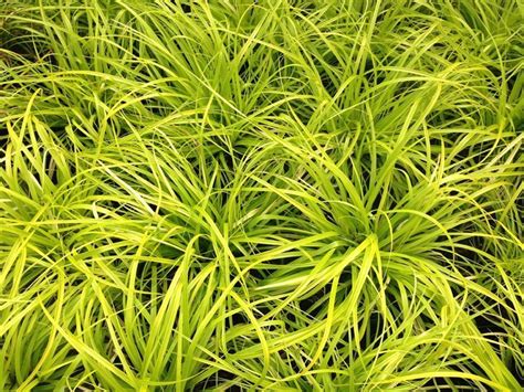 Carex oshimensis 'Everillo'-web | Triangle Gardener Magazine