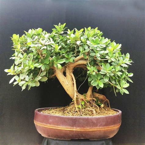 Buy Bonsai Plants At Tree Craft | LBB, Bangalore