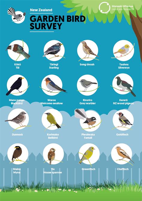 New Zealand Garden Bird Survey – a context for learning — Science Learning Hub