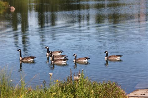 Alberta Wetlands | AIWC