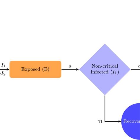 Extended SEIR model formulation | Download Scientific Diagram