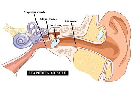 The smallest muscles in the human body is(a) Sartorius(b) Stapedius(c) Stapes(d) Mandibular