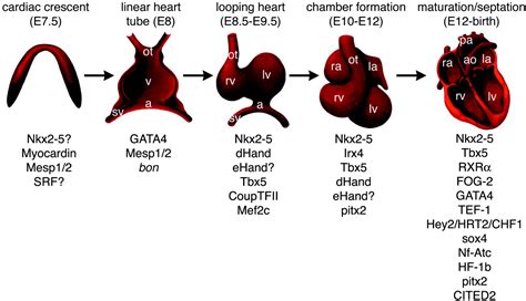 Transcriptional Regulation of Vertebrate Cardiac Morphogenesis ...