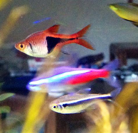 Rummy Nose Tetra Breeding: A Step-by-Step Guide - fishkeepingmadesimple.com