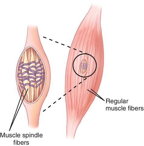 What is Muscle Memory? How Does it Control Movement and Posture?