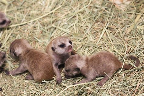 The Meerkat Pups are Growing and Learning | Reid Park Zoo