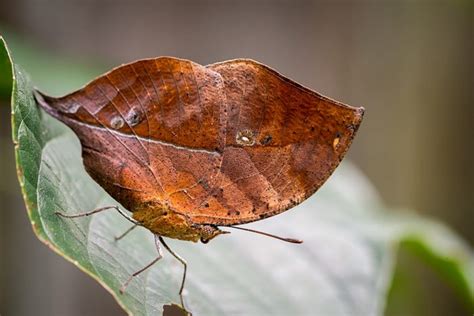 This dead leaf butterfly has a dazzling secret