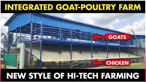 Integrated Goat and Chicken Farming | Poultry Farming and Goat Farming Together - Discover ...