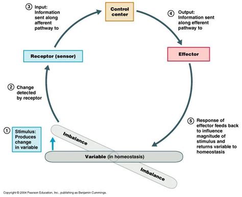 [DIAGRAM] Sugar Homeostasis Diagram - MYDIAGRAM.ONLINE