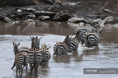 Zebras crossing river in Masai Mara, Kenya — striped, selective focus ...