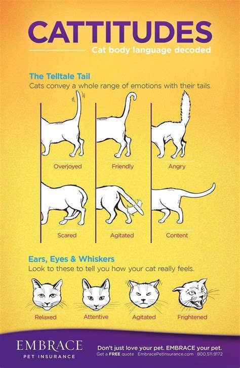 Learn to read your cat's body language! For more on cat body language ...