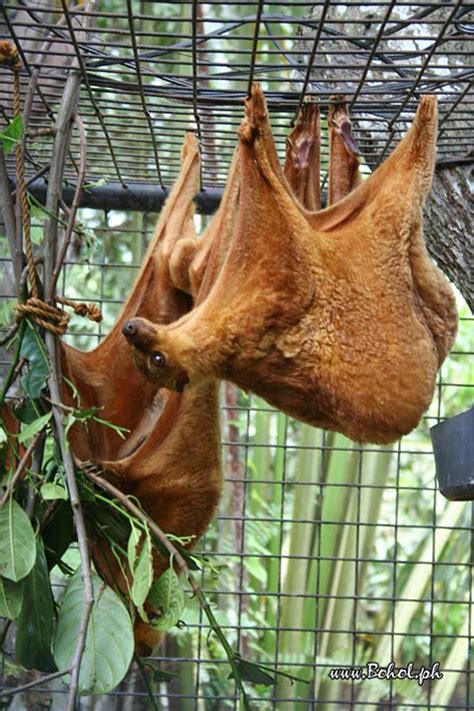 Kagwang or Philippine Flying Lemur