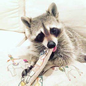 The Raccoon: Characteristics, Behavior, and Habitat - My Animals