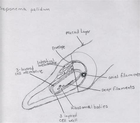 Cell Types and Structure: Treponema Pallidum