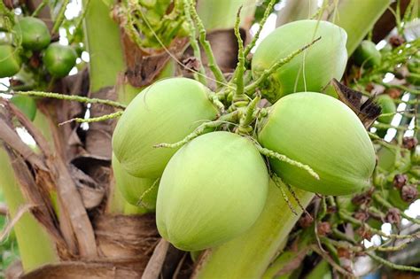 coconut - Cocos nucifera | Fruit, Coconut, Vegetables