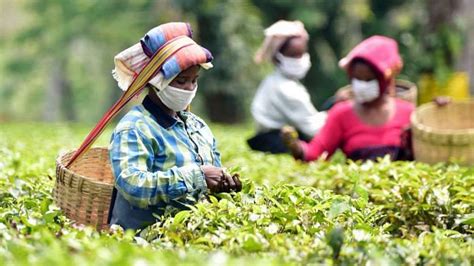 In Assam's tea gardens, wages a poll issue. But workers also want good ...