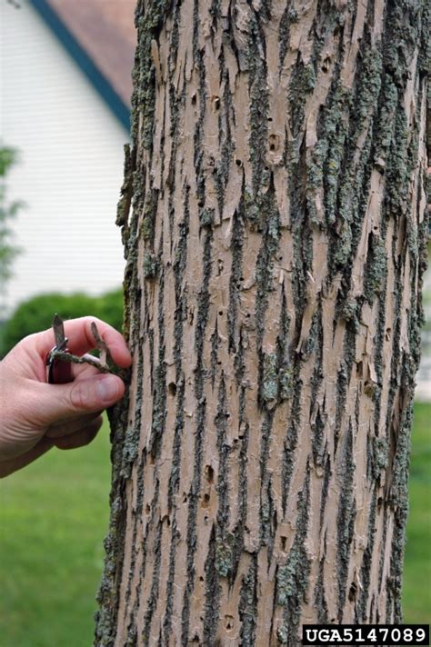 Symptoms and Signs of EAB – Emerald Ash Borer in Wisconsin