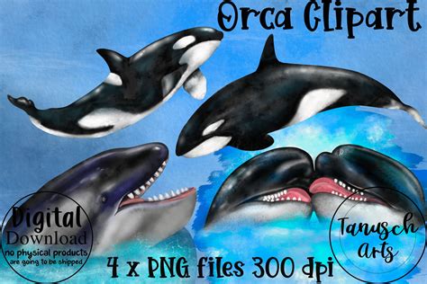 Cute Orca whale vector illustration. Killer whale cartoon clipart ...