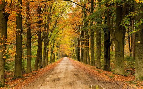 Download Dirt Road Tree Fall Nature Path HD Wallpaper