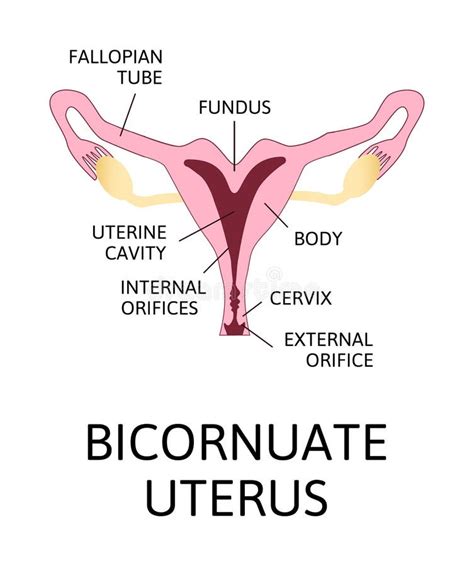 Utero, Linea Femminile Icona, Concetto Lineare, Segno Del Profilo, Simbolo Di Vettore Di ...