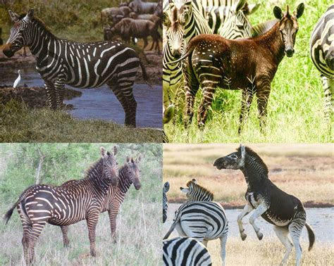 🔥 On zebras, the melanism mutation expresses itself in a surprisingly ...