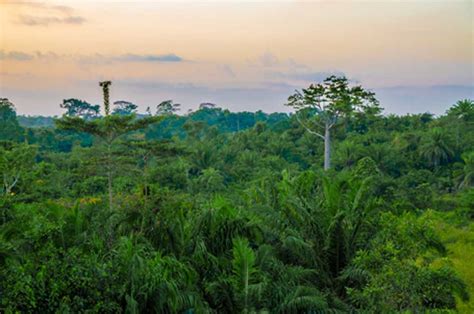 Human Evolution: Secrets of Early Ancestors Could Be Unlocked by African Rainforests | Ancient ...