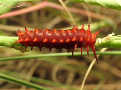 Top 14 Poisonous Caterpillars in the World - Animal Hype