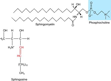 Draw the structure of sphingosine-1-phosphate (SPP) and explain the ...