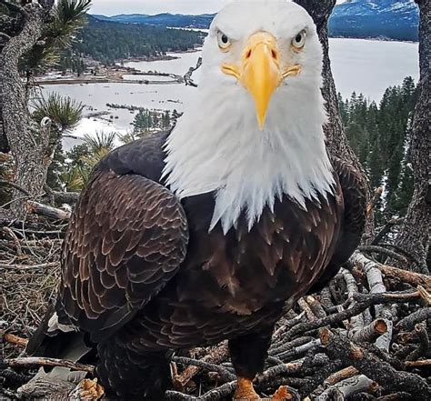 Will famous Big Bear nesting eagles welcome 1st chick on Leap Day? – San Bernardino Sun