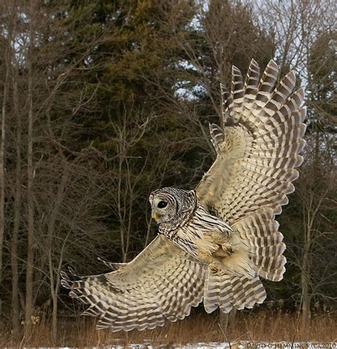 Barred Owl wing flare | Flickr - Photo Sharing! Owl Photos, Owl ...