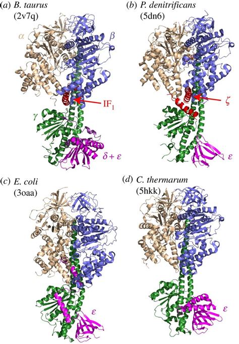 Structural data on four ATP synthase enzymes that do not catalyse ATP... | Download Scientific ...